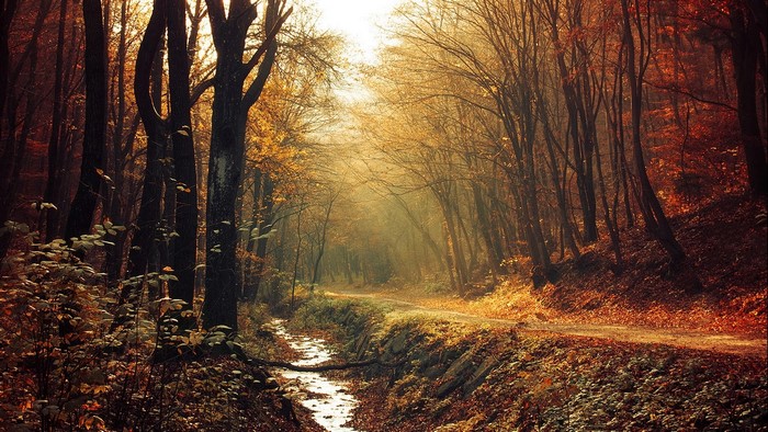 Autumn forest path with a stream