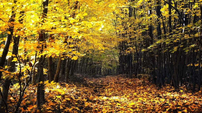 Autumn forest path with fallen leaves