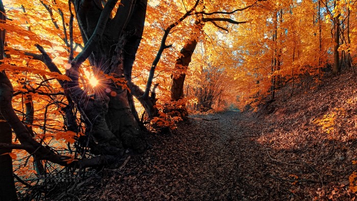 Sunlight filtering through autumn trees in a forest