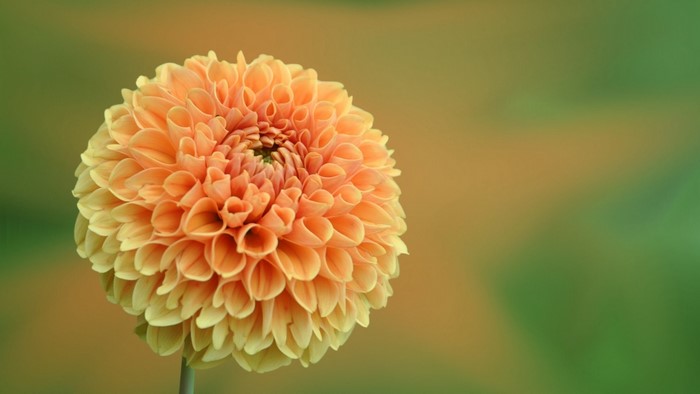 Orange Dahlia Flower