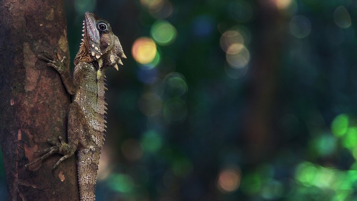 Forest Dragon on a Tree Trunk