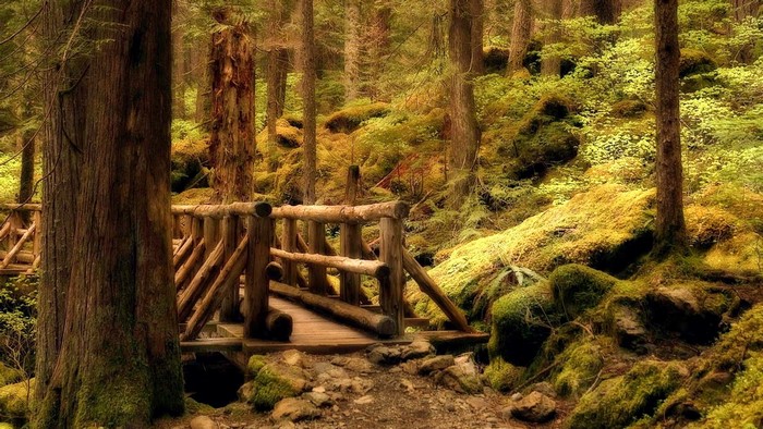 Wooden bridge in a mossy forest
