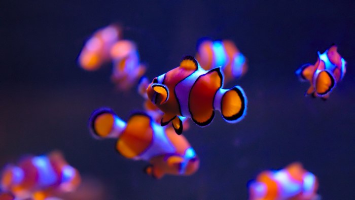 Clownfish swimming in blue water