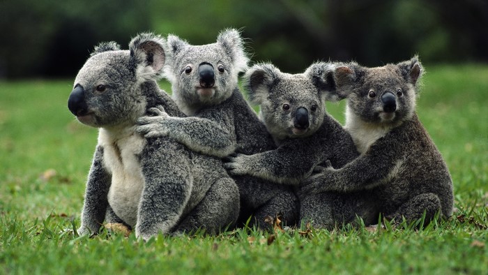 Four Koalas Sitting Together on Grass