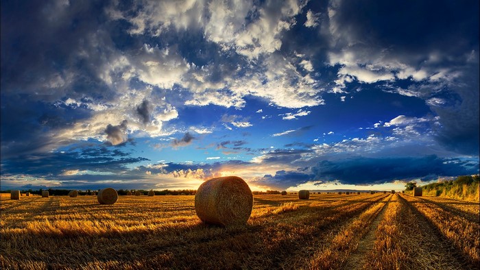 Hay bales in a field at sunset