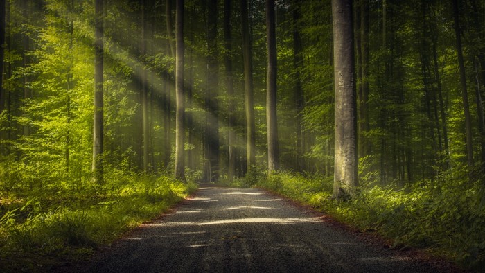 Sunbeams through a forest road