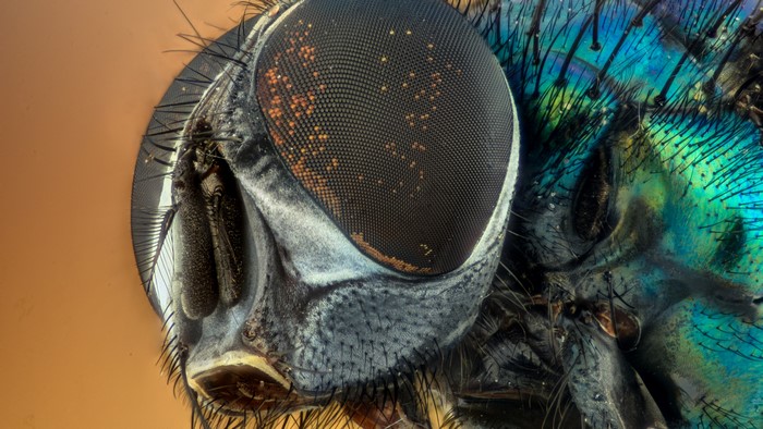 Extreme Close-up of a Fly's Head