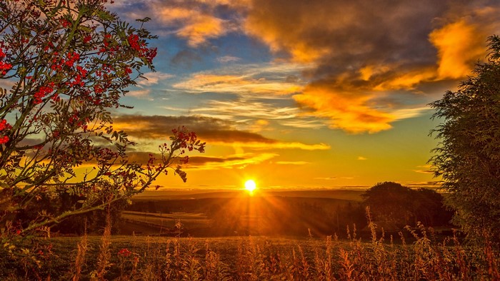 Sunrise over rolling hills with rowan tree