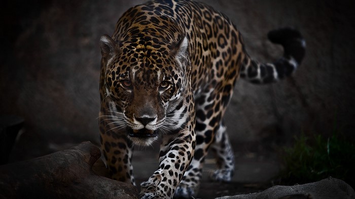 Jaguar walking in dark environment
