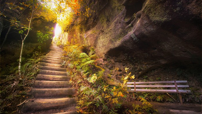 Wooden staircase in a forest cave