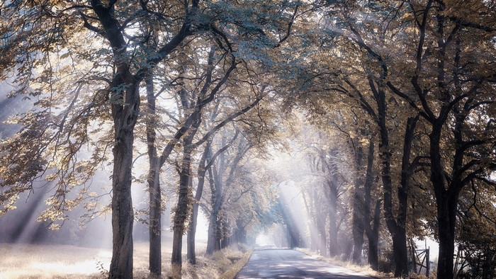 Sunlight filtering through trees onto a road