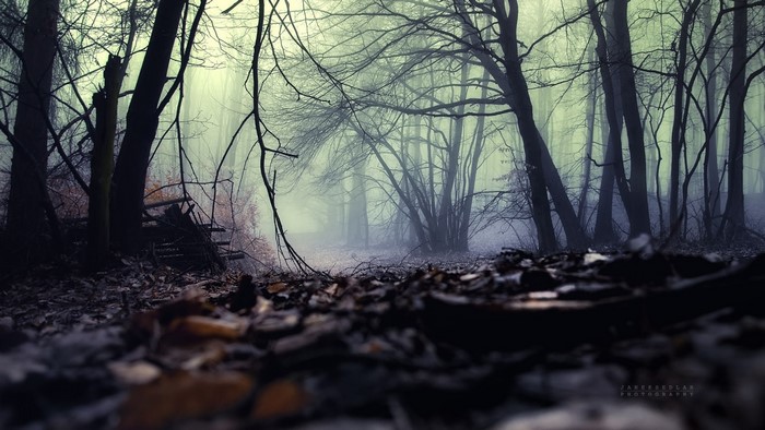 Misty forest with fallen leaves