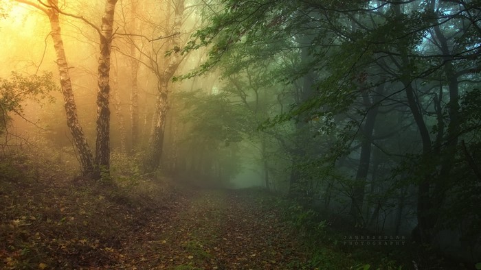 Misty forest path with sunlight and dark trees