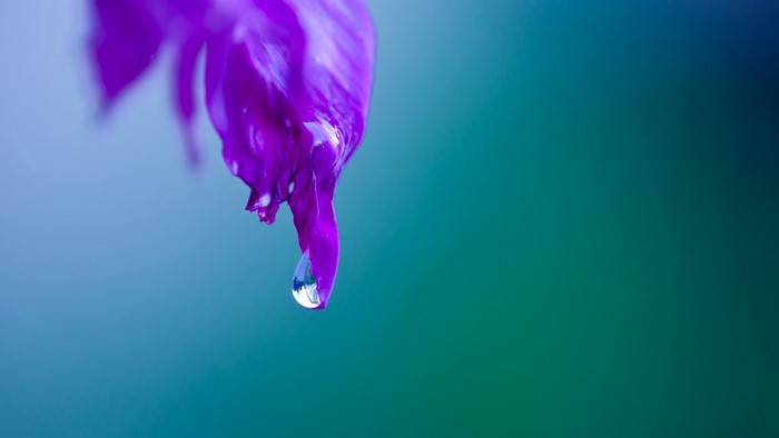 Purple flower petal with water drop