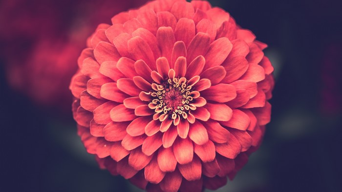 4K Red Zinnia Flower