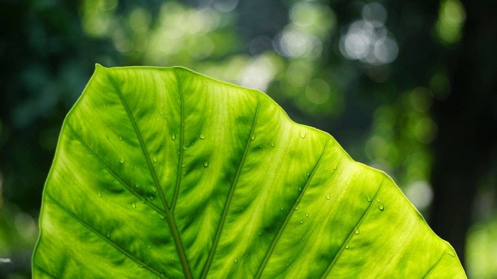 Close-up of a green leaf with water droplets