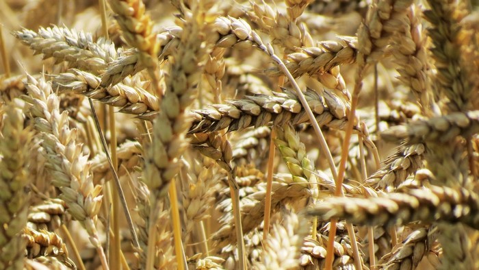 Close-up of ripe wheat spikelets