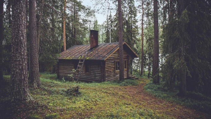 Log cabin in a dense forest