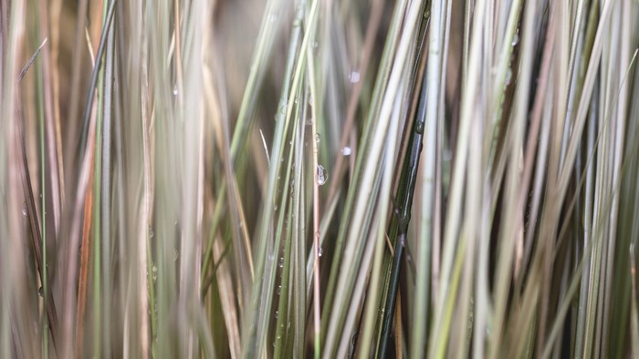 Close-up of grass with water drops