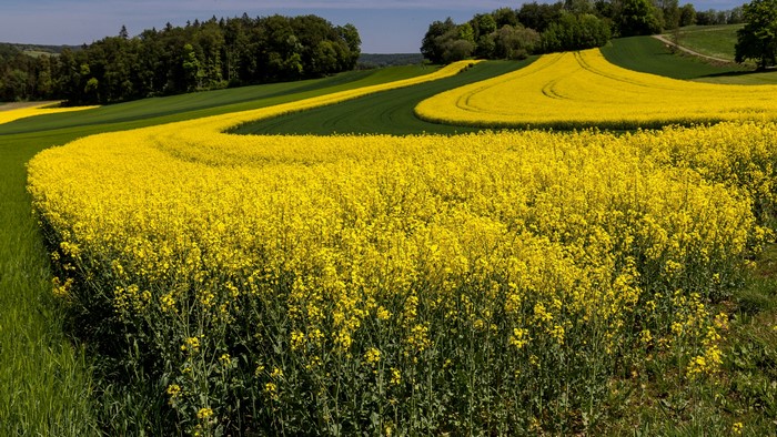 4K Rape Field with Green Hills