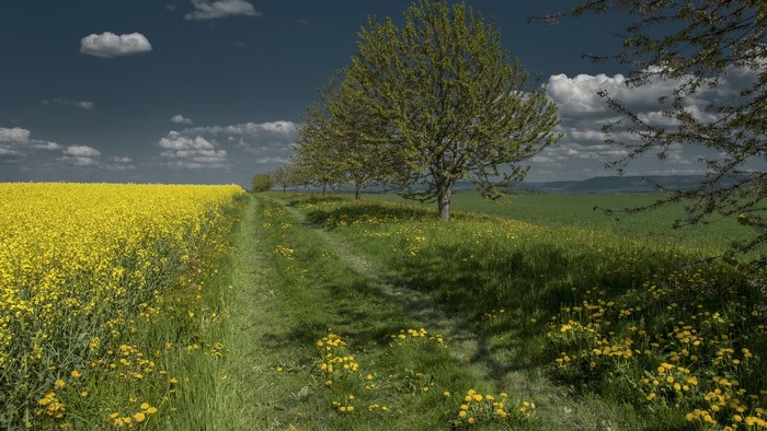 Field of yellow rapeseed flowers with a dirt path and trees