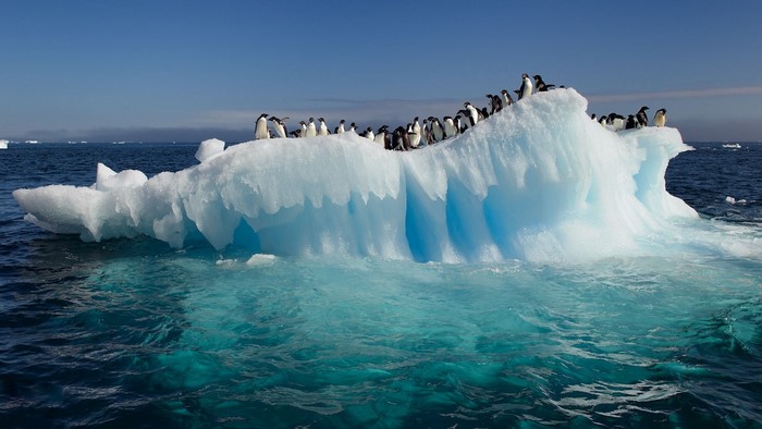 Penguins on an iceberg in the ocean