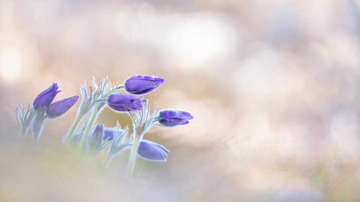 Purple Pasqueflower buds with soft bokeh background