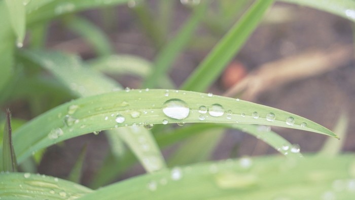 Water droplets on green grass blades