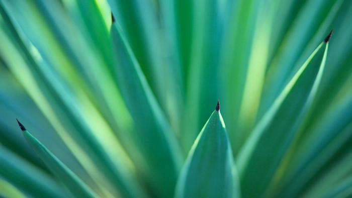 Close-up of green agave plant leaves