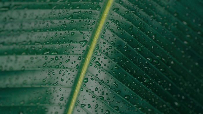 Close-up of a wet green leaf with prominent veins
