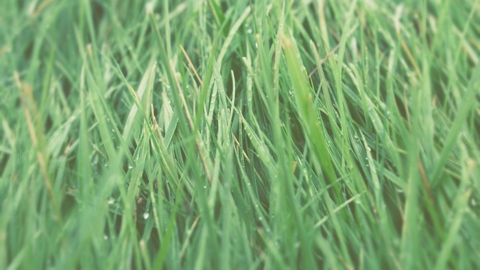 Close-up of green grass with dew drops