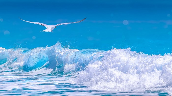 Seagull flying over a crashing ocean wave