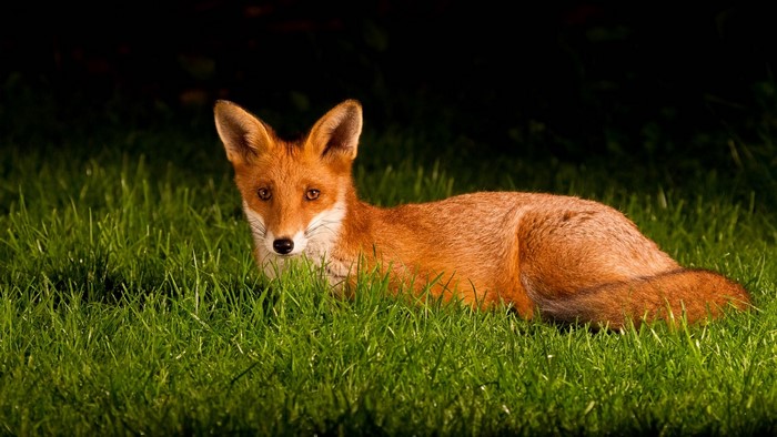A fox lying in green grass