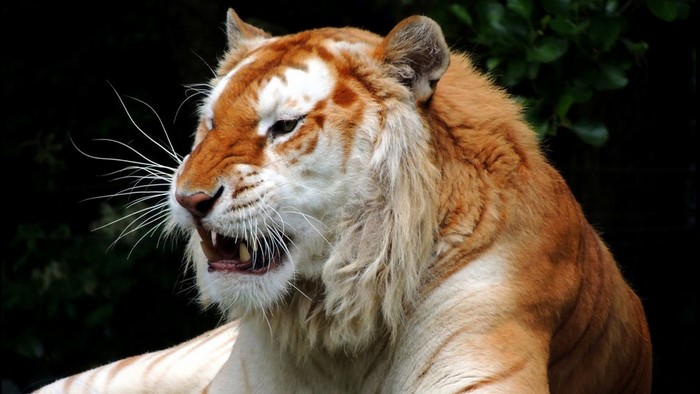 Golden Tiger with Orange Stripes