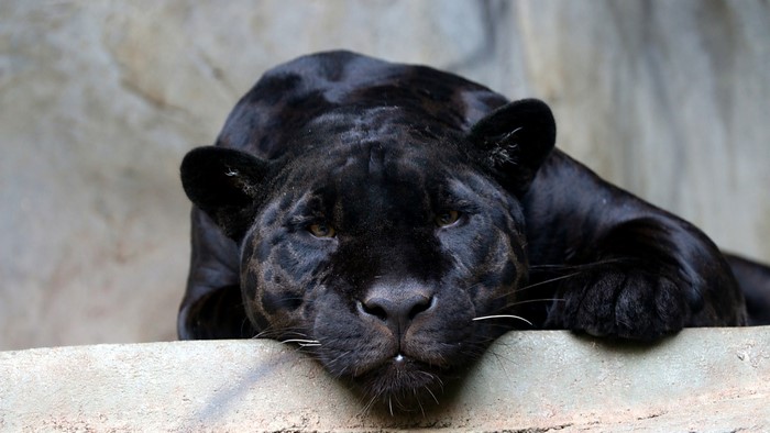 Black Jaguar resting on a ledge