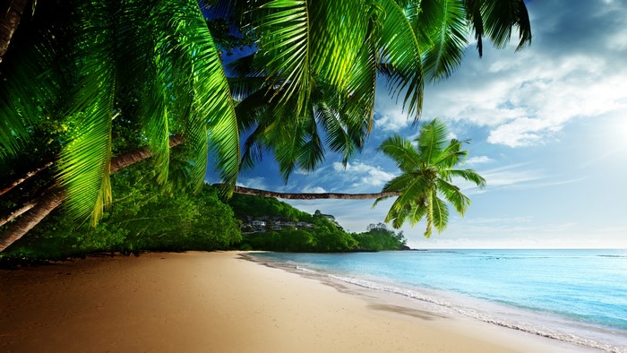4K Tropics Beach with Palm Trees