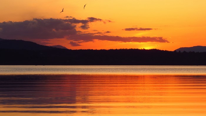 Sunset over a lake with birds flying