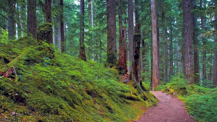 A forest path winding through a moss-covered woodland