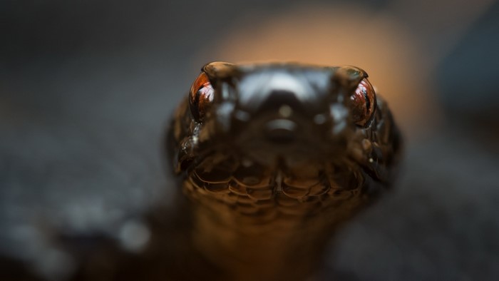 Close-up of a snake's head with red eyes