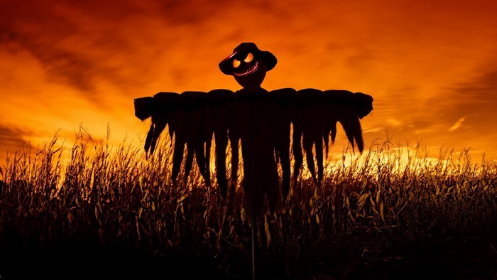 Scarecrow in a cornfield at sunset