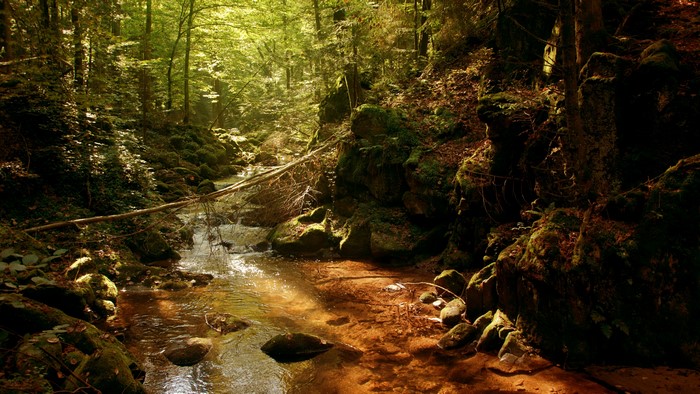 Small river in the forest