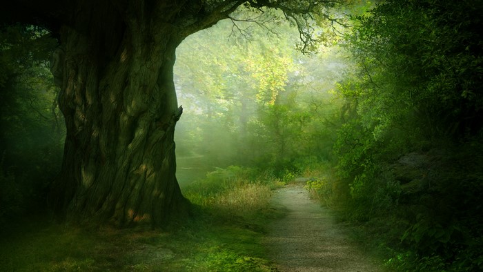 4K Wood Forest Path