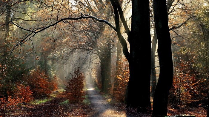 Sunlight filtering through trees on a forest path in autumn