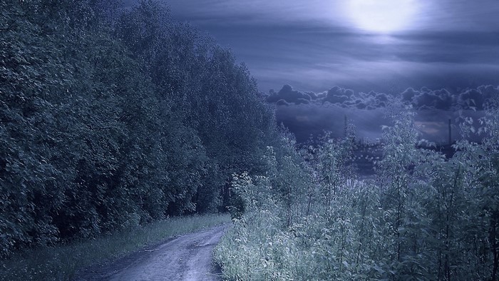 Dirt road through a forest at night