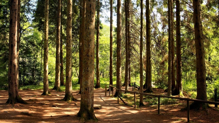 A sunlit path through a dense pine forest with a wooden railing.