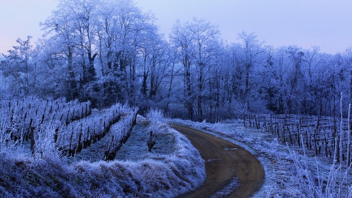 Winter forest with frosted trees and vineyard