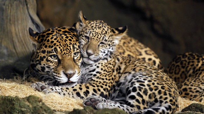 Jaguars