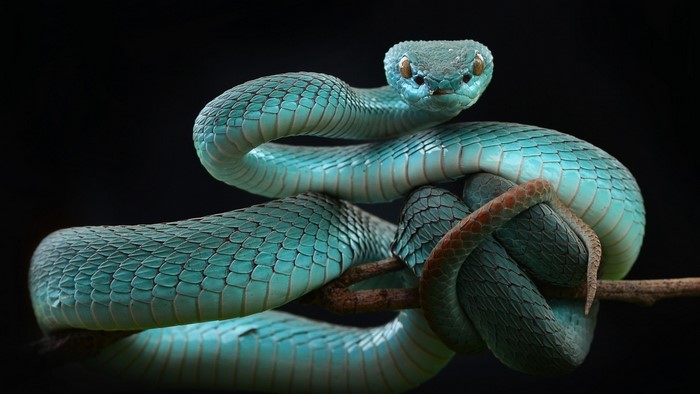 Blue White-lipped Pit Viper on a Branch