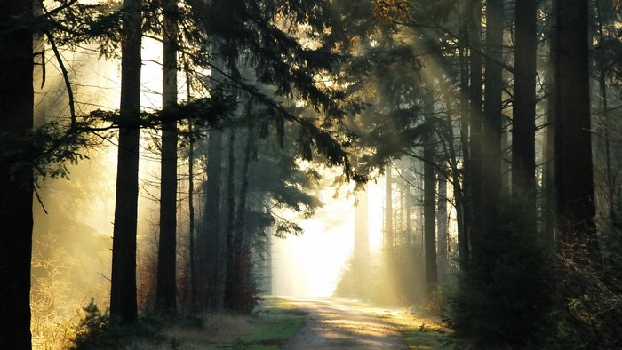 Sunlight filtering through trees onto a forest road