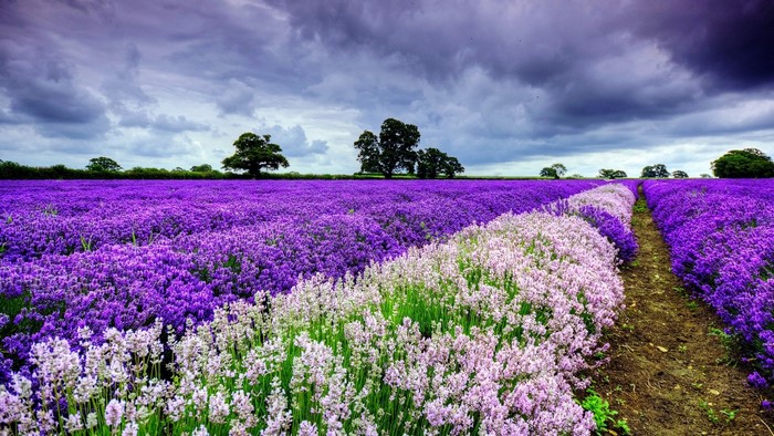 Lavender Field Under Stormy Sky